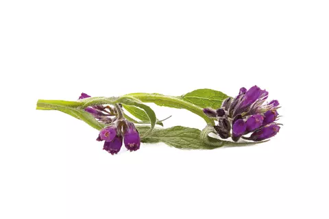 Foto van de smeerwortel